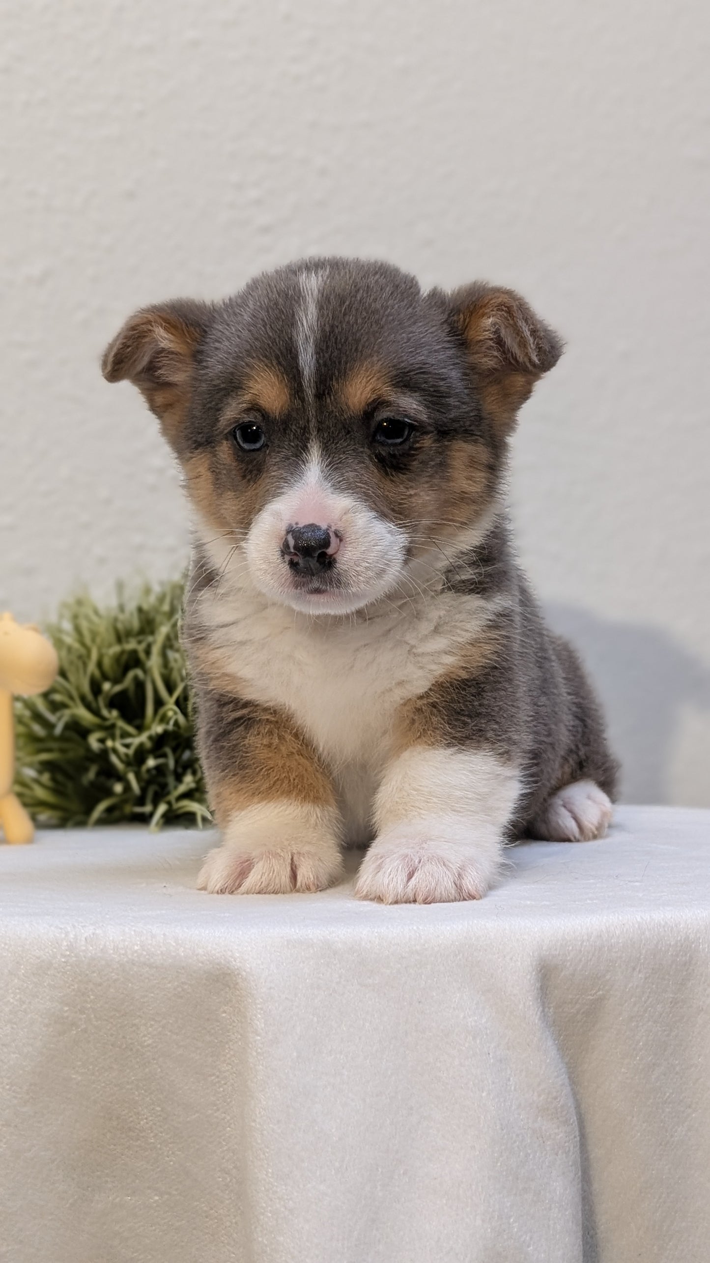 CORGI (JAN 09) MALES