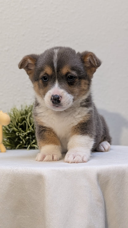 CORGI (JAN 09) MALES