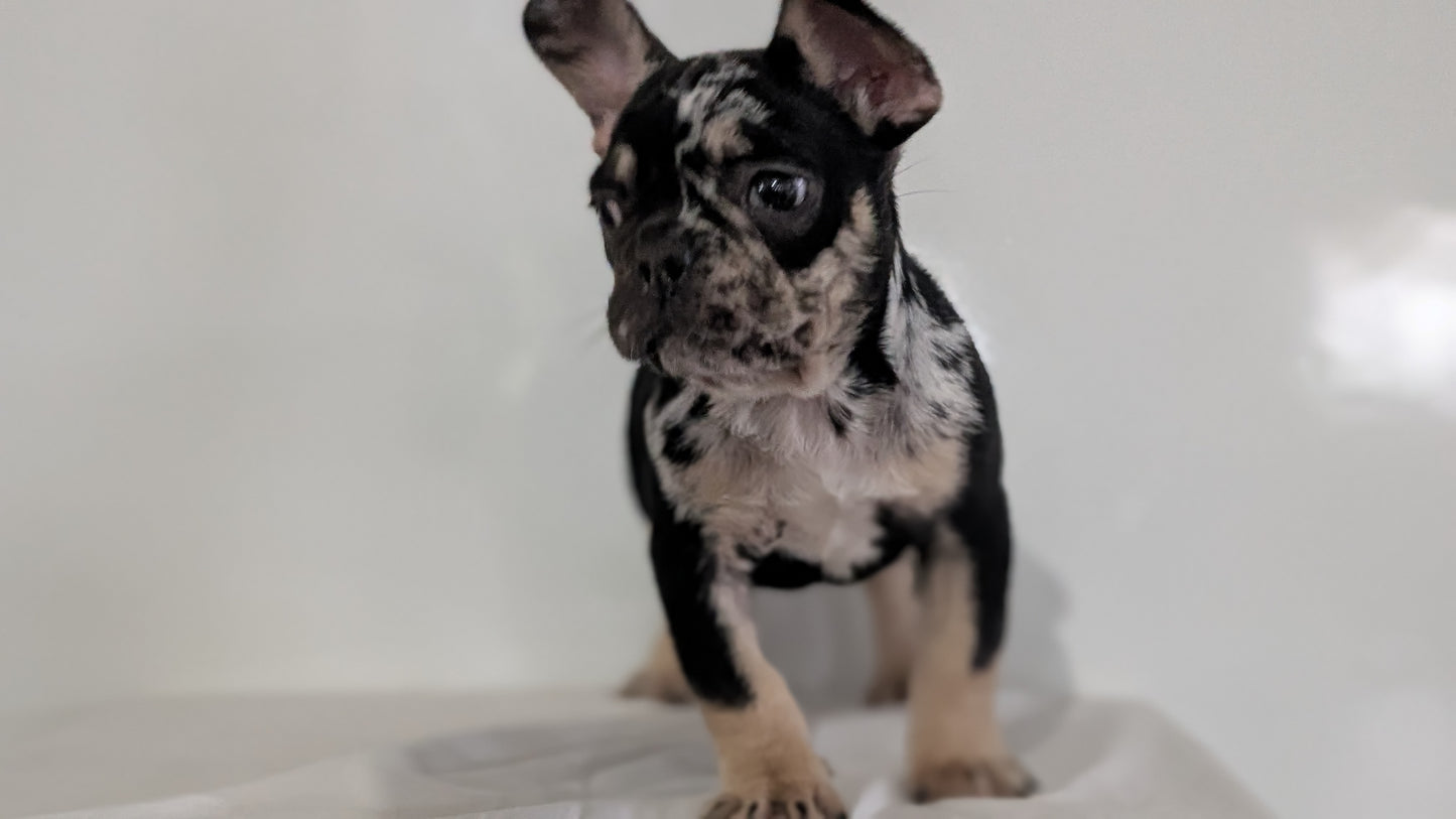 FRENCH BULLDOG (JAN 20) MALE