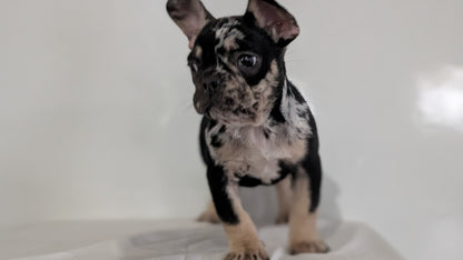 FRENCH BULLDOG (JAN 20) MALE