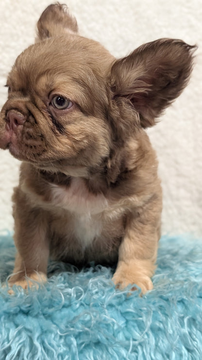 FRENCH BULLDOG (JUN 06) FEMALES