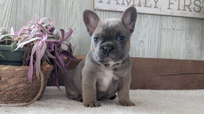 FRENCH BULLDOG (NOV 22) MALES
