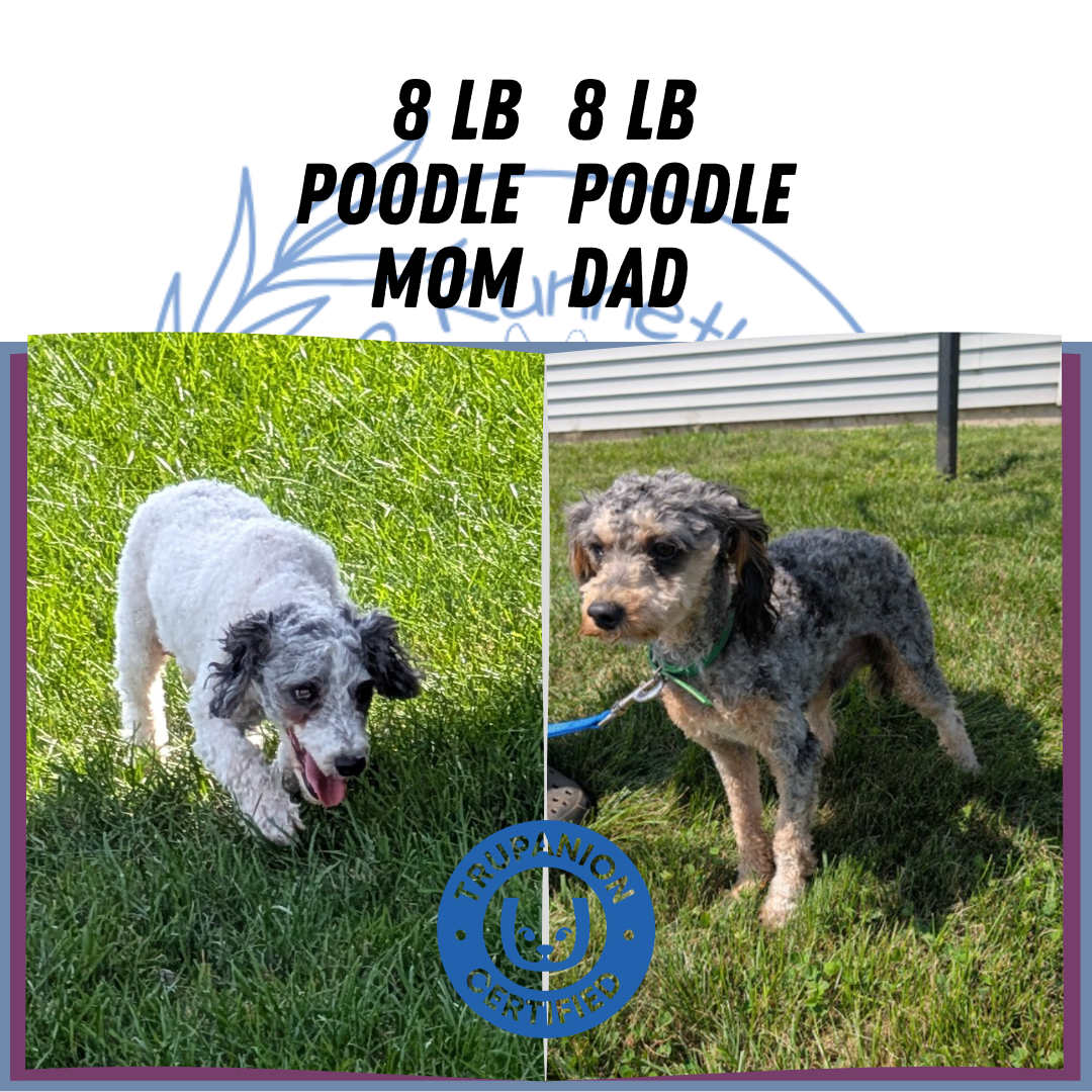 TOY POODLE (08/23) FEMALE