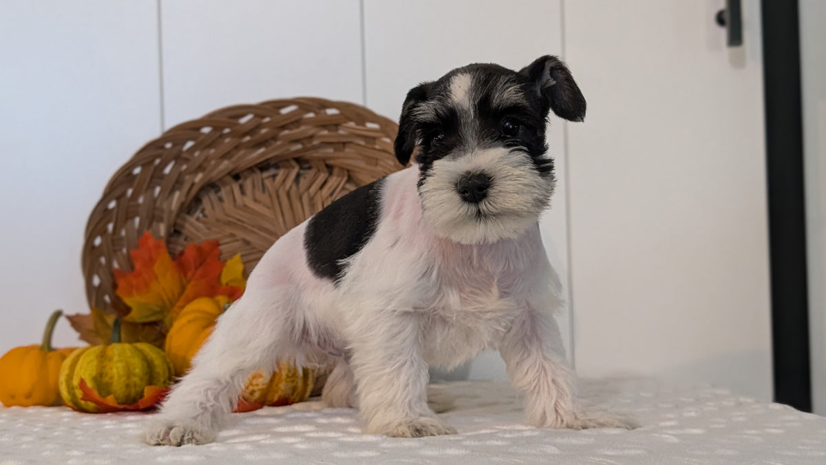 MINI SCHNAUZER (AUG 27) 4 FEMALES/1 MALE