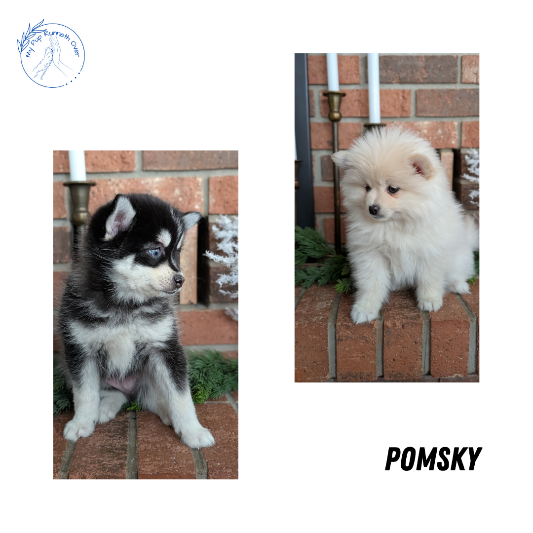 POMSKY (NOV 15) MALE