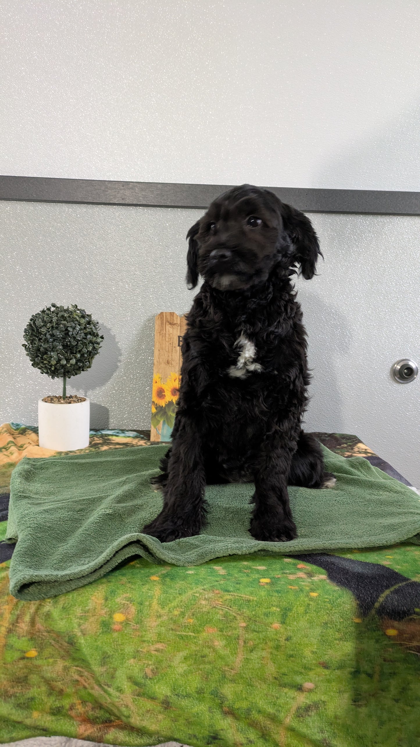 MINI LABRADOODLE (11/26) FEMALE