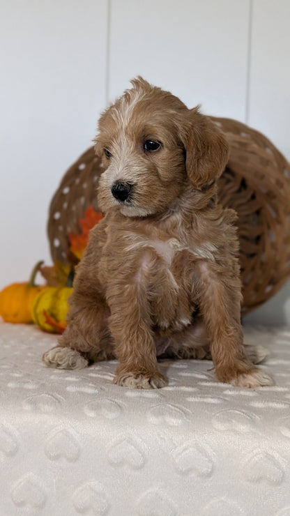 SCHNOODLE (SEP 03) 4 FEMALES/3 MALES