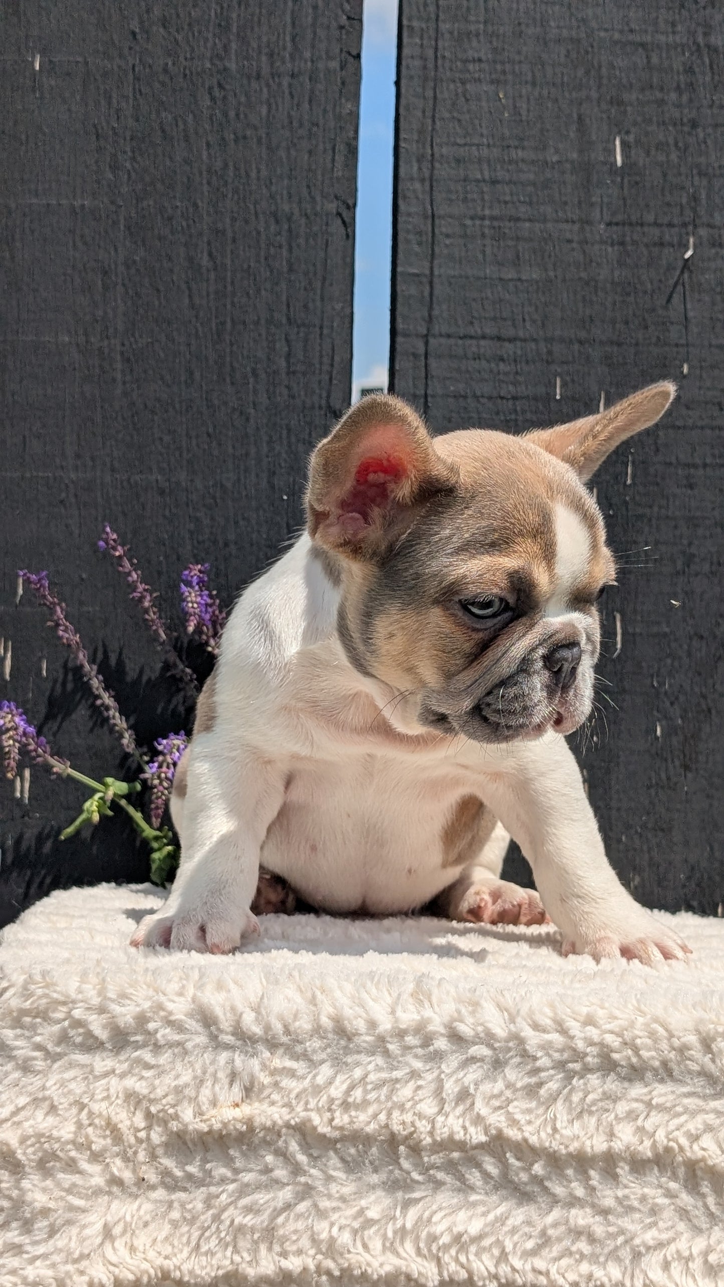 FRENCH BULLDOG (APR 06) FEMALE