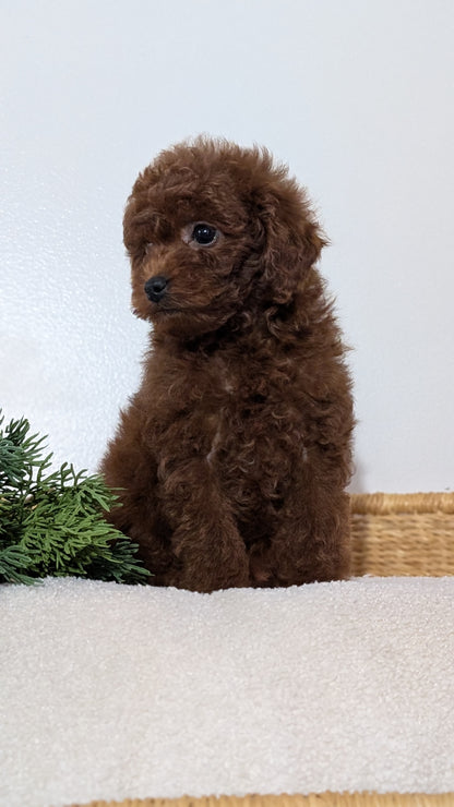MINI POODLE (NOV 14) MALES