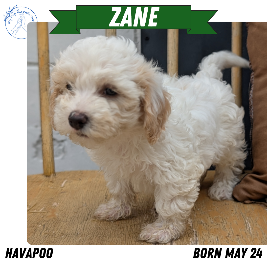 HAVAPOO (05/24) MALE