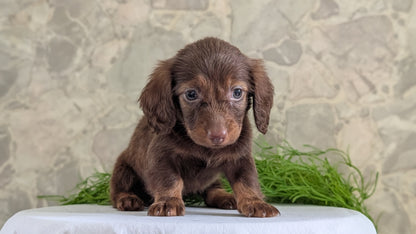 MINI DACHSHUND (APR 29) FEMALES