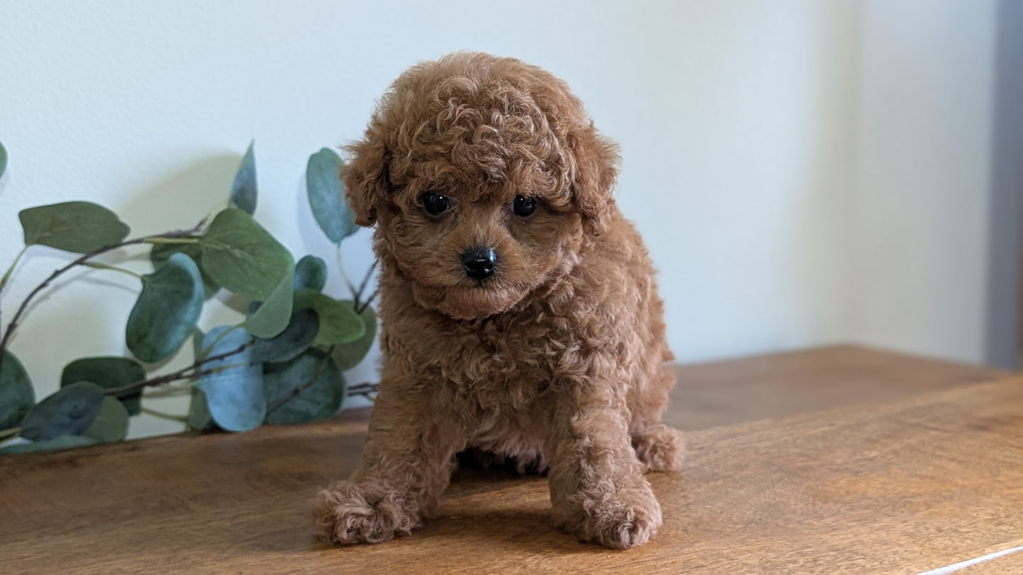 CAVAPOO (JUN 25) MALE