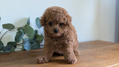 CAVAPOO (JUN 25) MALE