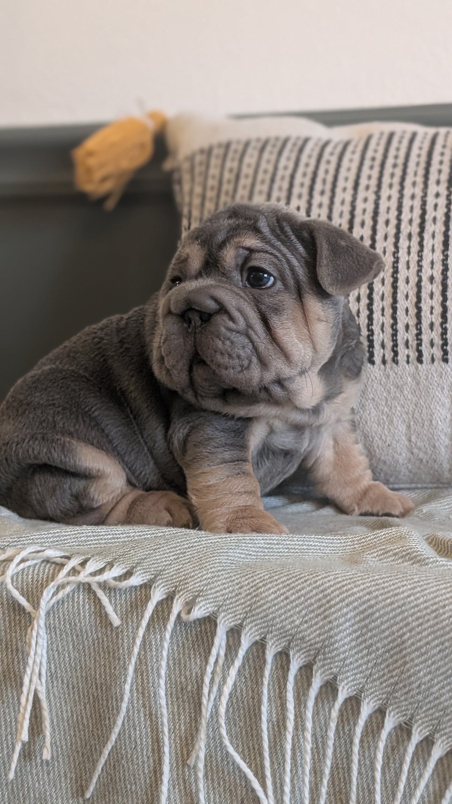 FRENCH BULLDOG (JAN 09) MALES