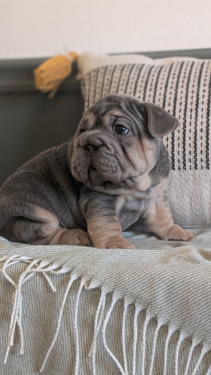 FRENCH BULLDOG (JAN 09) MALES