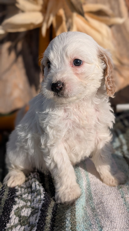 CAVAPOO (OCT 02) MALES