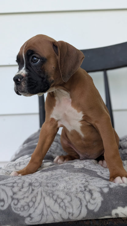 BOXER (JUN 11) MALES