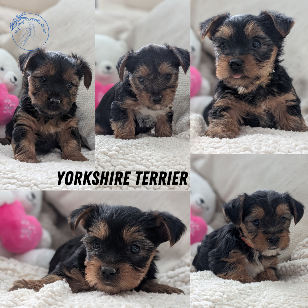 YORKSHIRE TERRIER (DEC 24) MALES