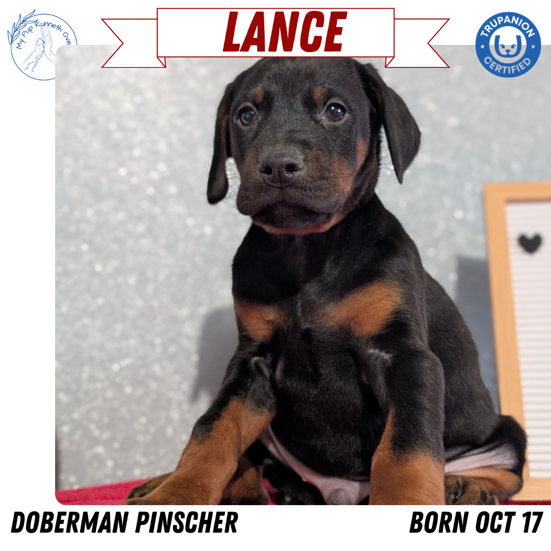 DOBERMAN PINSCHER (OCT 17) MALES