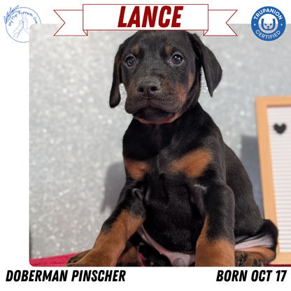 DOBERMAN PINSCHER (OCT 17) MALES