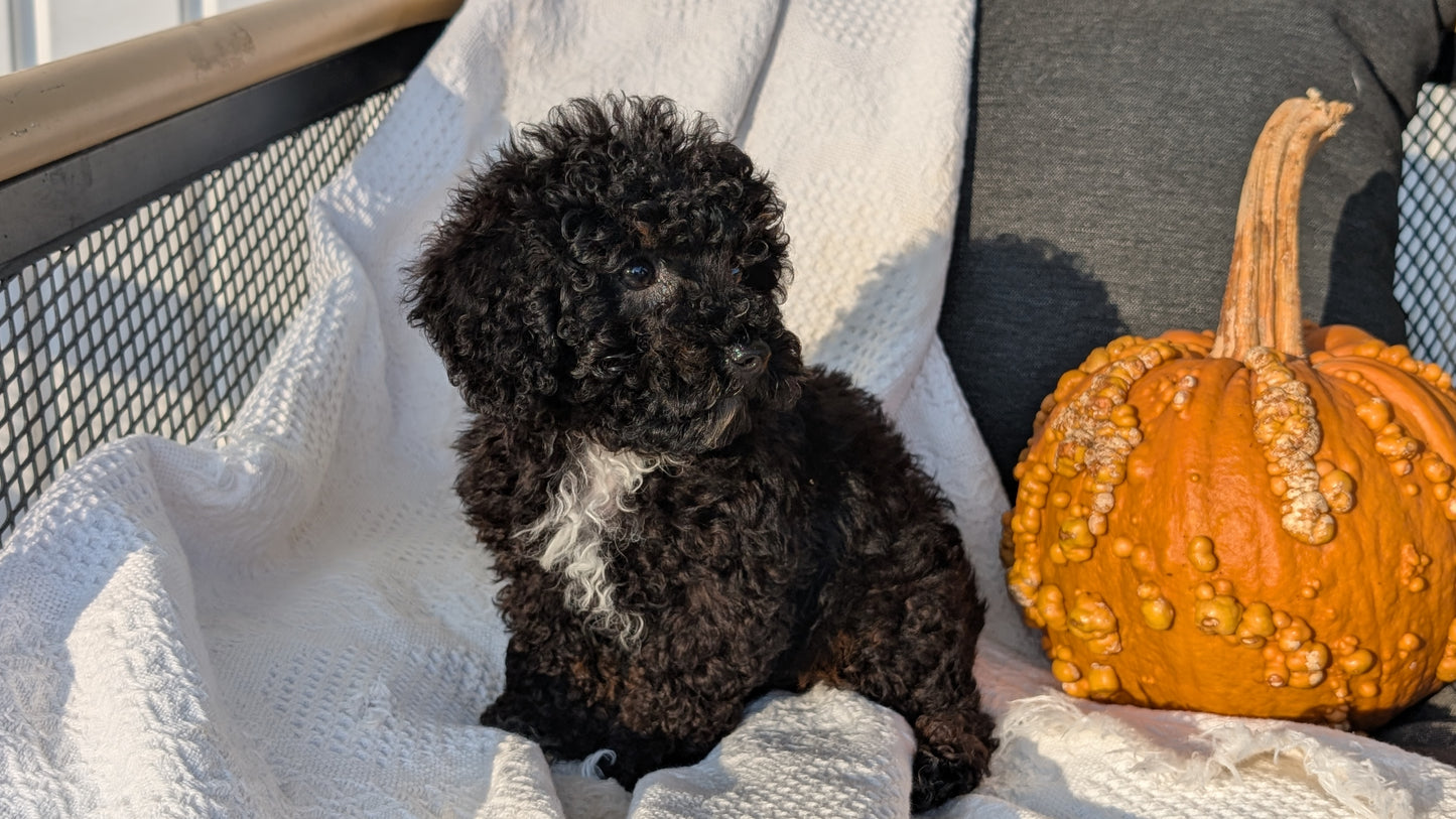 TOY POODLE (08/19) MALE