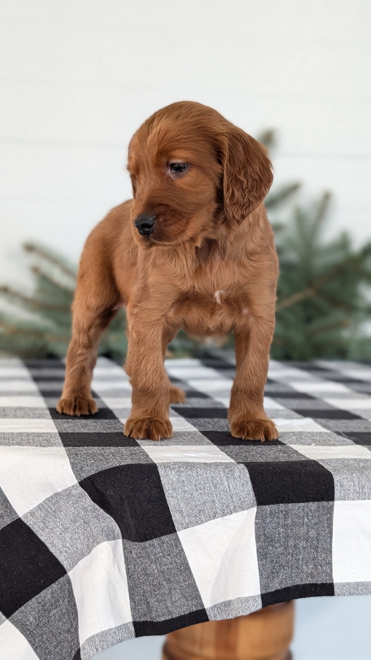 IRISH SETTER (NOV 02) MALES