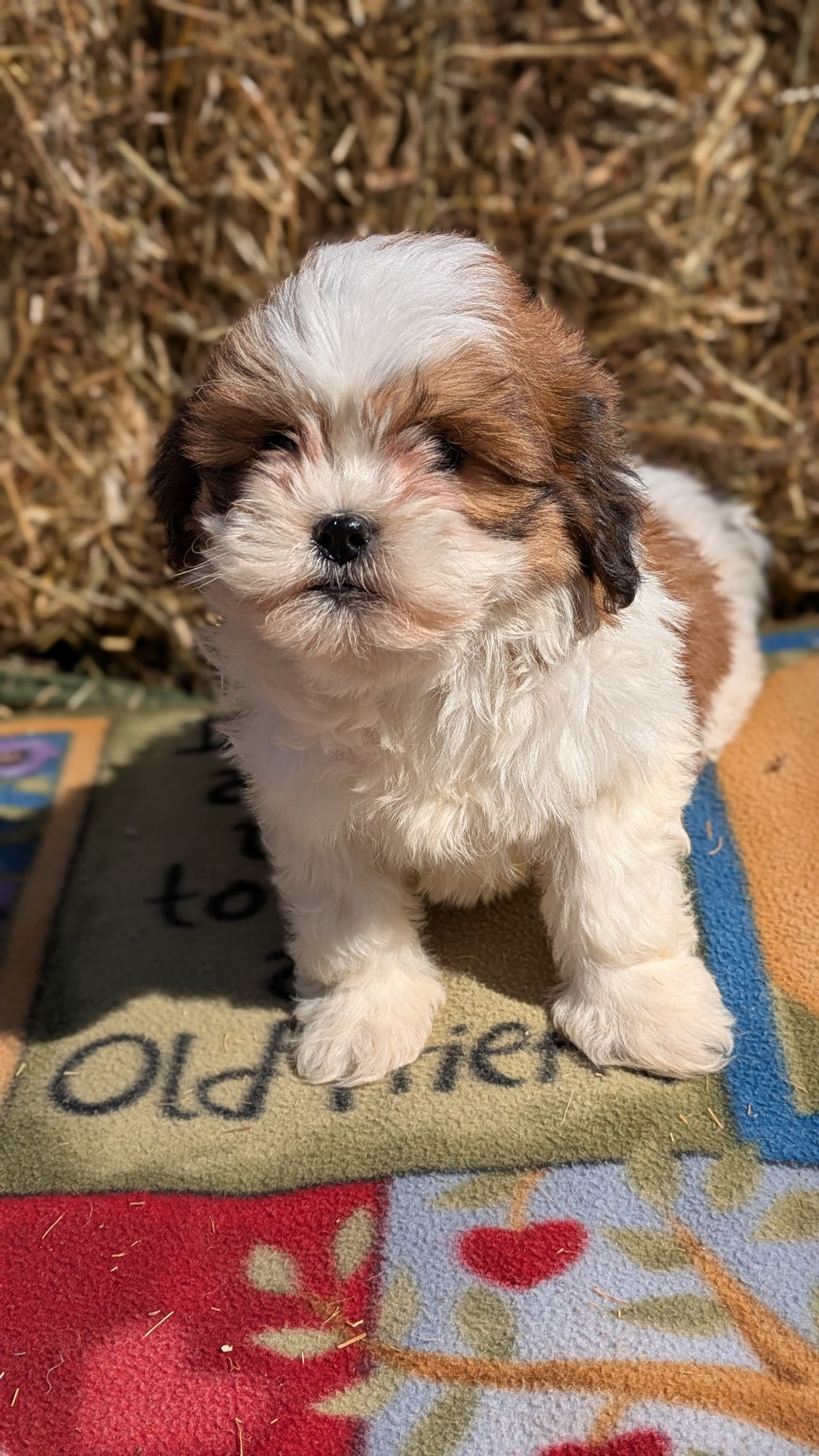 TEDDY BEAR (02/18) FEMALE