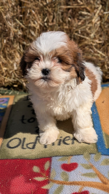 TEDDY BEAR (02/18) FEMALE