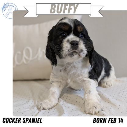 COCKER SPANIEL (02/14) FEMALE