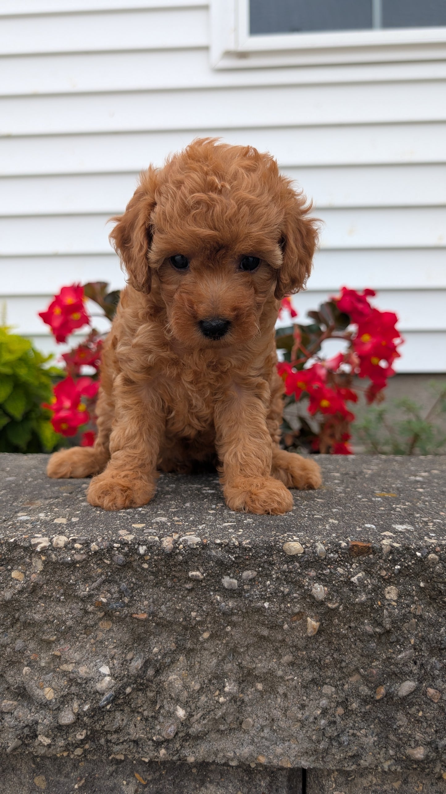 TOY POODLE (07/04) FEMALE