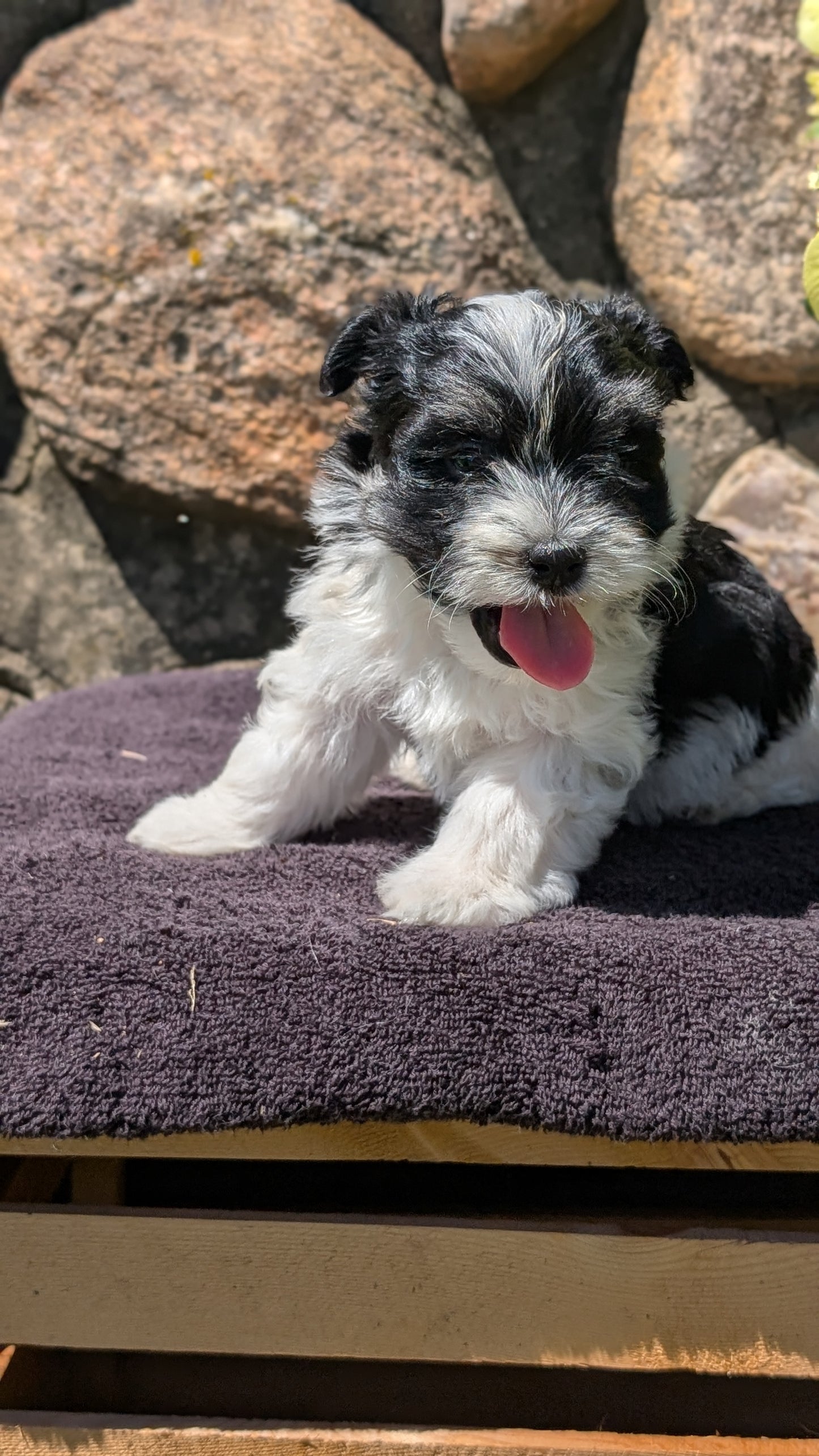 HAVANESE (MAY 14) MALES