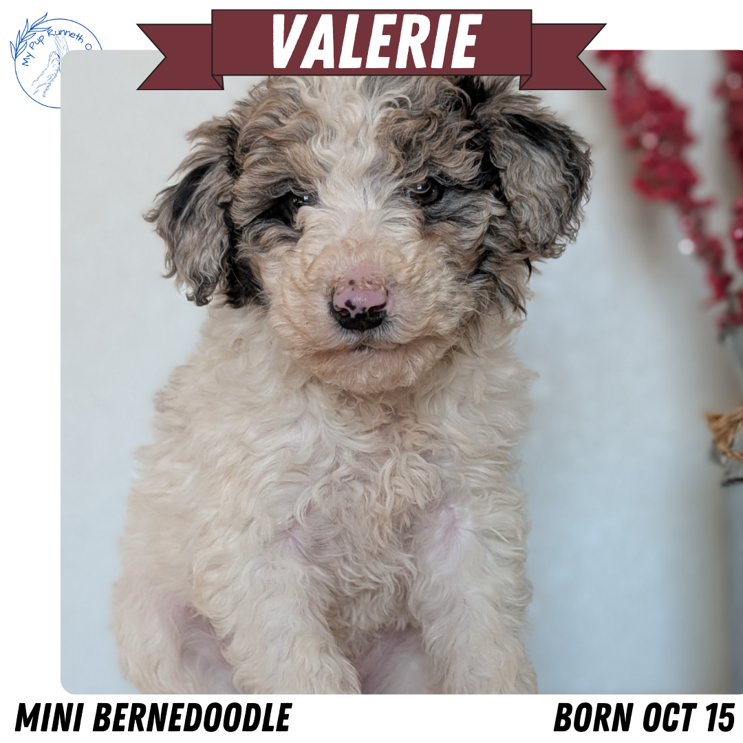 MINI BERNEDOODLE (OCT 15) FEMALES