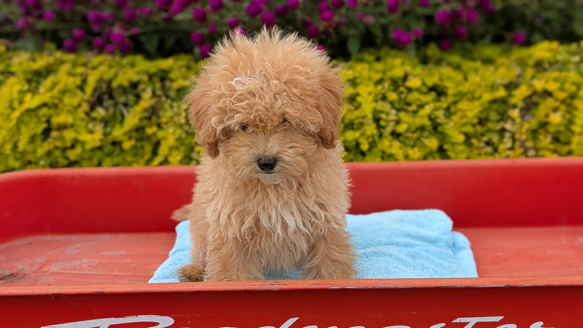 MINI POODLE (JUN 21) 4 MALES