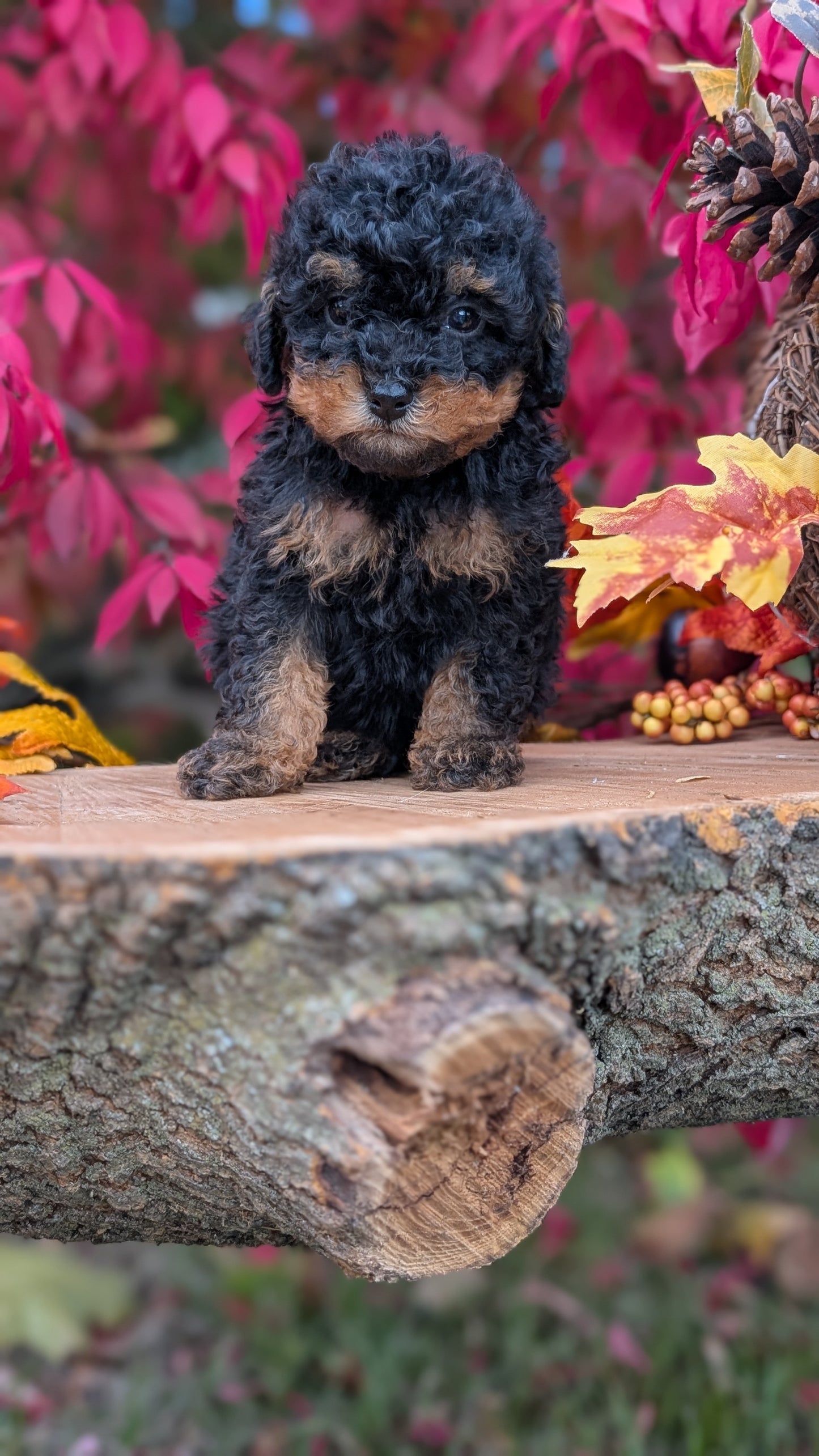 TOY POODLE (09/10) MALE