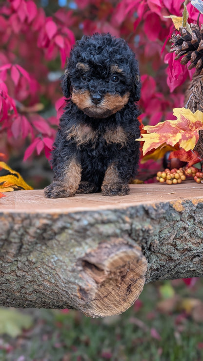 TOY POODLE (09/10) MALE