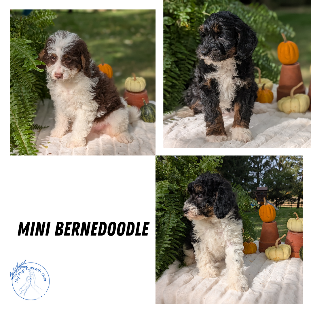 MINI BERNEDOODLE (08/06) MALE