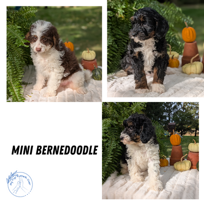 MINI BERNEDOODLE (08/06) MALE