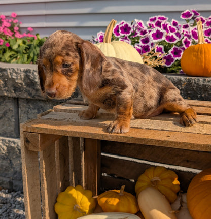 MINI DACHSHUND (08/19) FEMALE