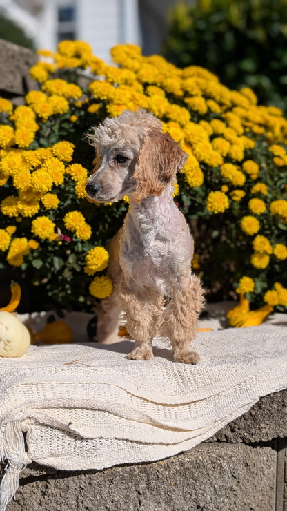 MINI POODLE (05/19) FEMALE