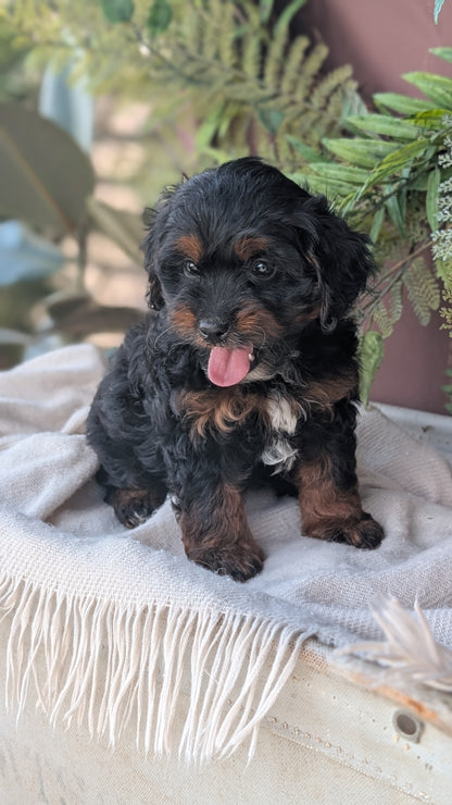 COCKAPOO (MAY 22) FEMALES
