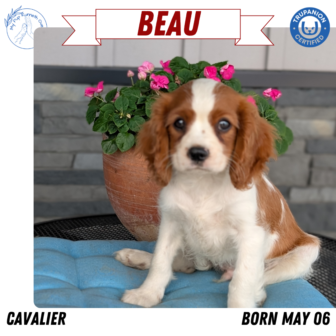 CAVALIER (05/06) MALE