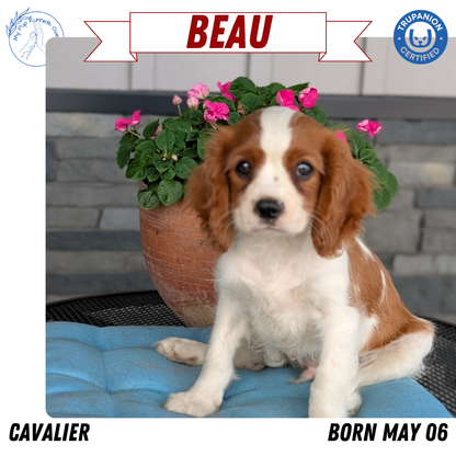 CAVALIER (05/06) MALE