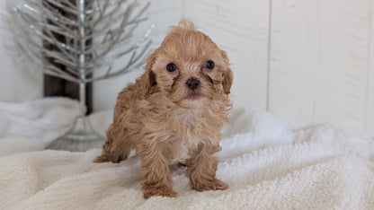 CAVAPOO (NOV 08) MALES