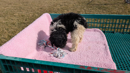 COCKAPOO (12/12) FEMALE