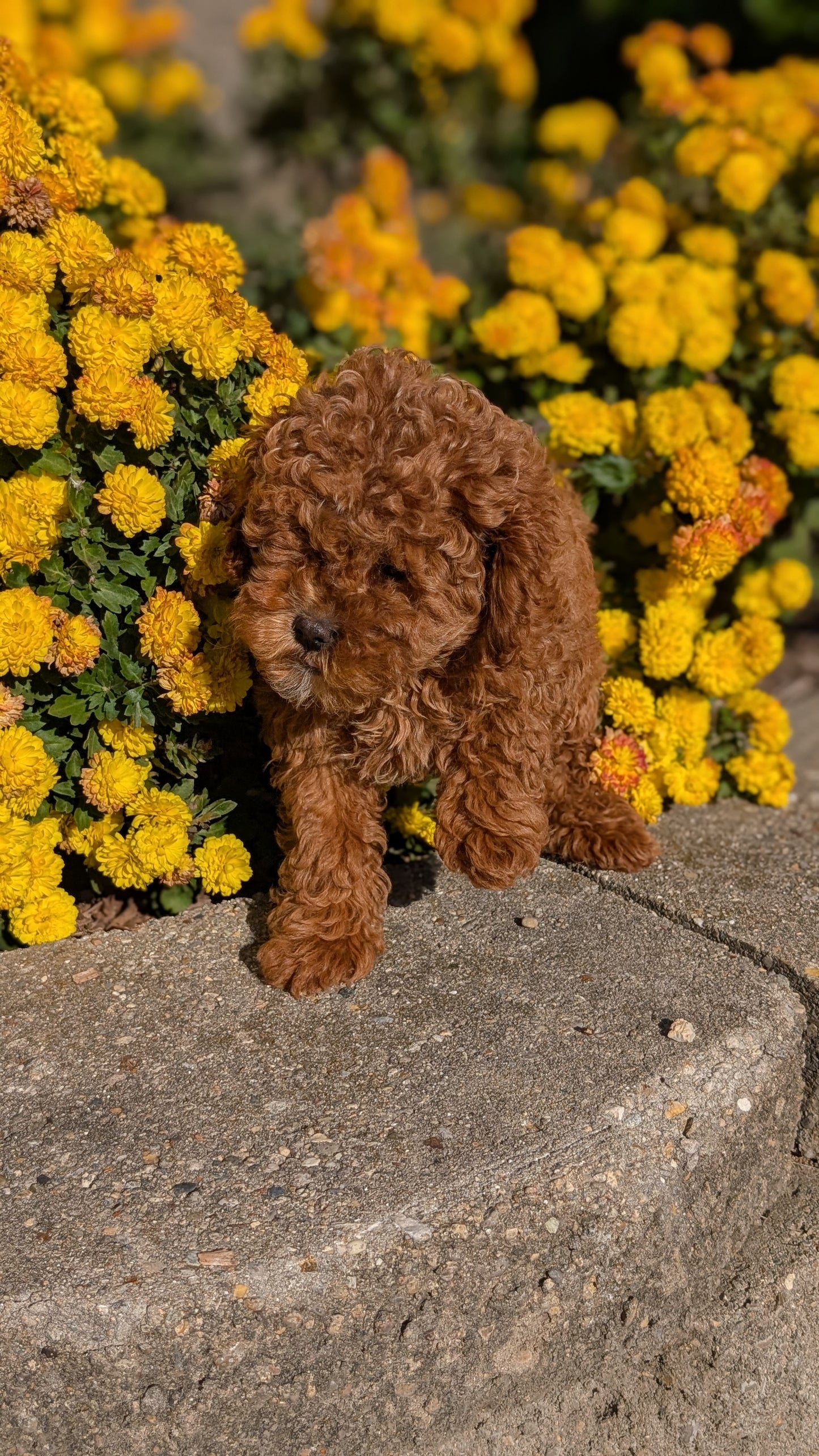 COCKAPOO (08/03) FEMALE