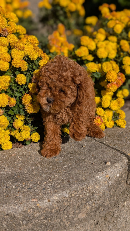 COCKAPOO (08/03) FEMALE