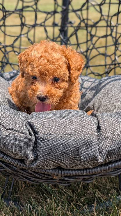 TOY POODLE (05/31) FEMALE