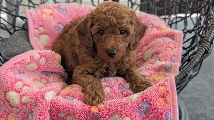 TOY POODLE (JUN 22) MALES