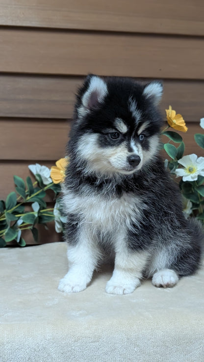 POMSKY (JUL 03) 1 MALE/3 FEMALES