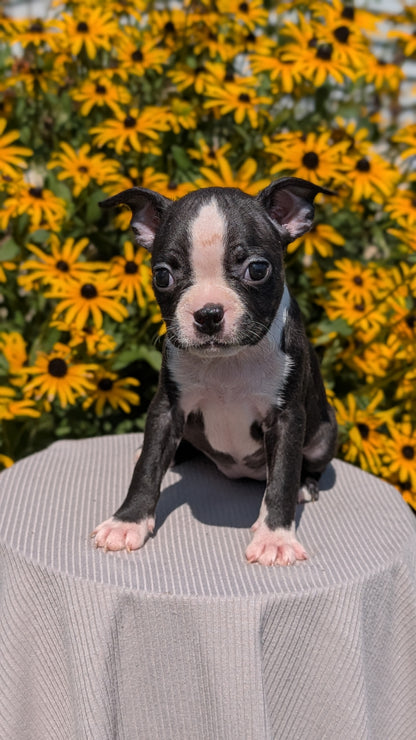 BOSTON TERRIER (JUL 11) 4 FEMALES/4 MALES